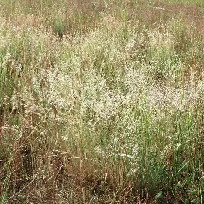 MediGran Buntgras Corynephorus canescens zaden onbespoten