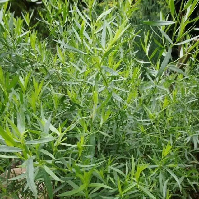 MediGran Artemisia dracunculus Dragon zaden kruid