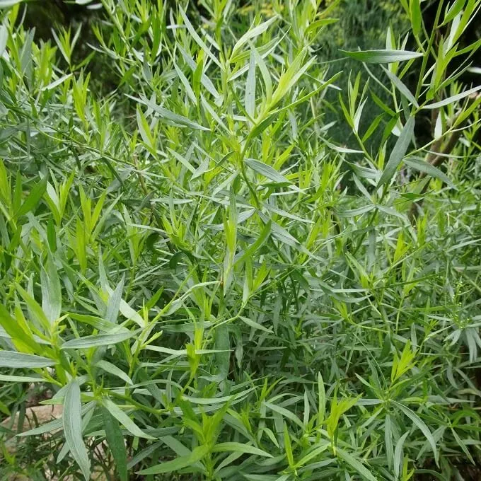 MediGran Artemisia dracunculus Dragon zaden kruid