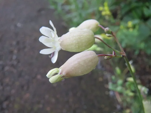MergenMetz Blaassilene Silene vulgaris vaste plant