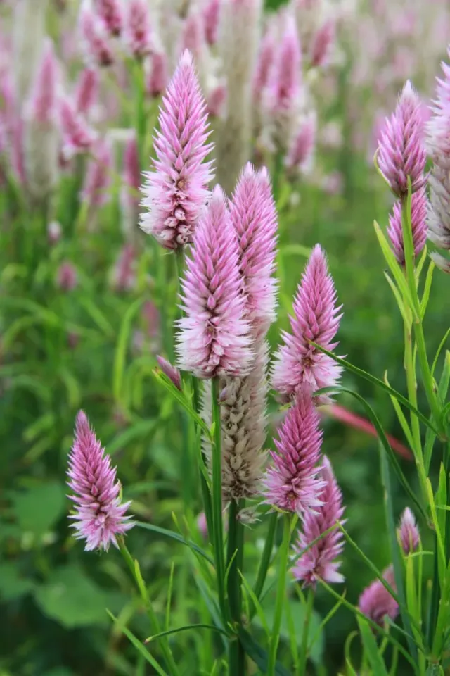 Vitale Rassen Celosia Flamingo Feather zaden onbespoten