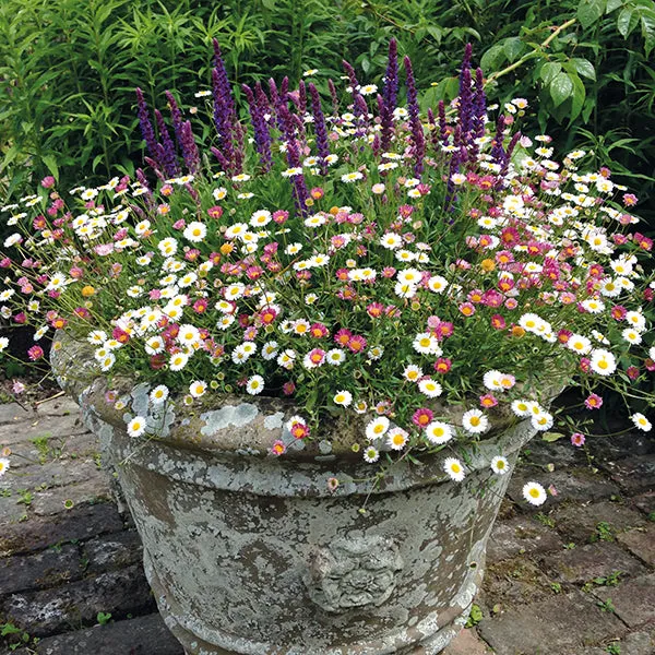 World Botanics Bestseller vaste planten collectie 60 stuks
