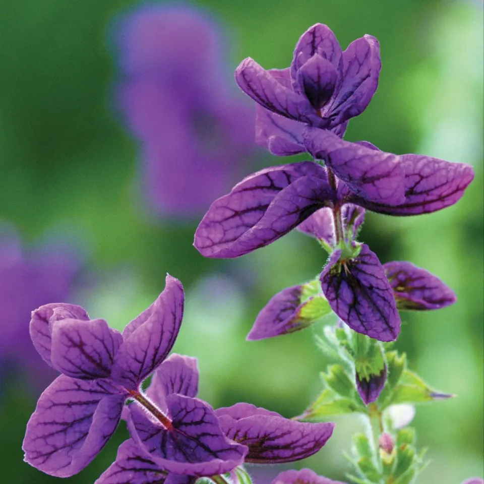 World Botanics Clary Blue Denim bloemzaden blauw-paars