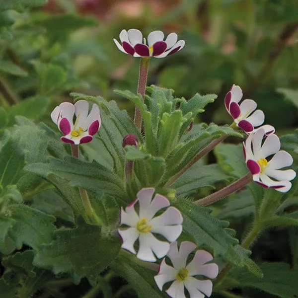World Botanics Night Phlox Zaluzianskya ovata bloemplanten 3 stuks geurend