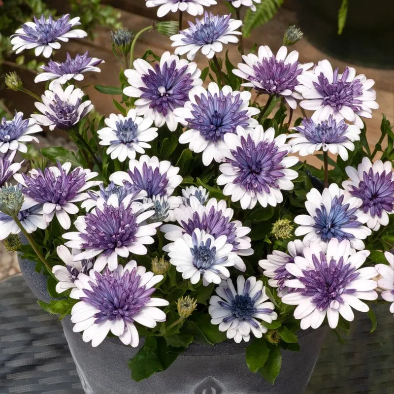 World Botanics Osteospermum 3D Blue Steel jonge planten 5 stuks