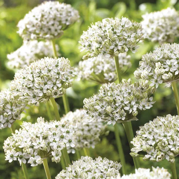World Botanics Allium nigrum bloembollen 10 stuks wit