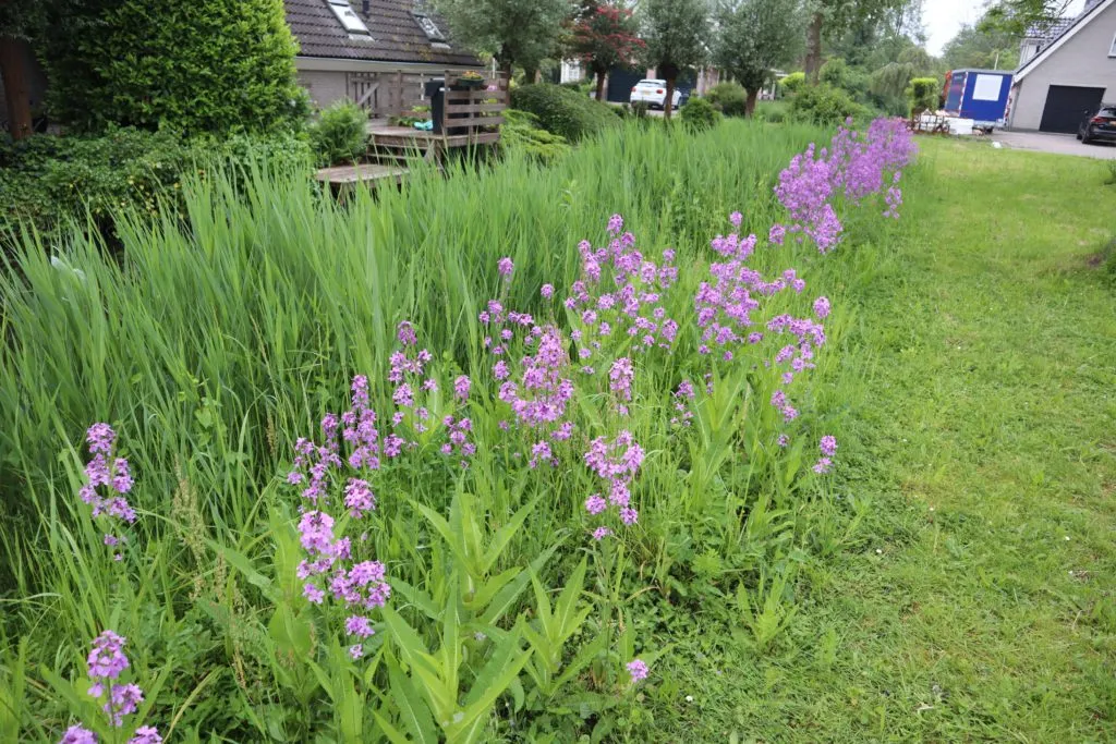 MediGran Ruigteflora NRN-10 nectar zaden bijenmengsel