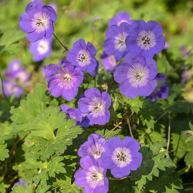 World Botanics Geranium Rozanne potplant 9cm pot blauw