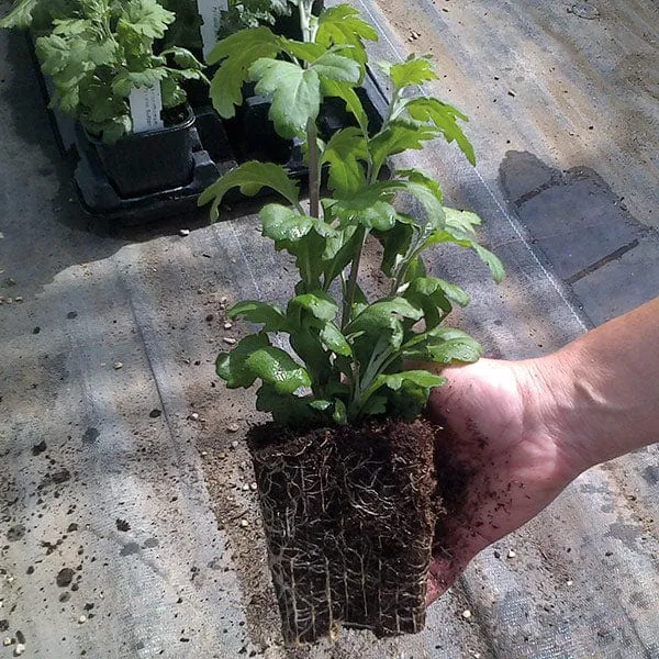 Woolmans Chrysanthemum plukmix jonge planten 10 stuks