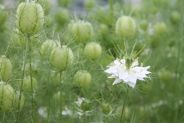 Vitale Rassen Juffertje-in-het-groen Albion Green Pod zaden