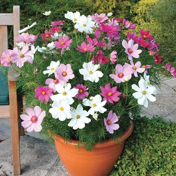 Cosmos Sonata Mixed tuinplanten compact roze-wit mix