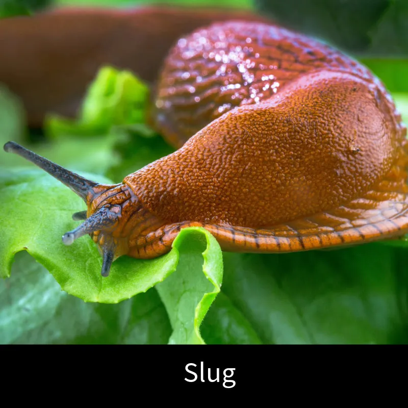 World Botanics Slug Control nematoden 100 m2 biologisch