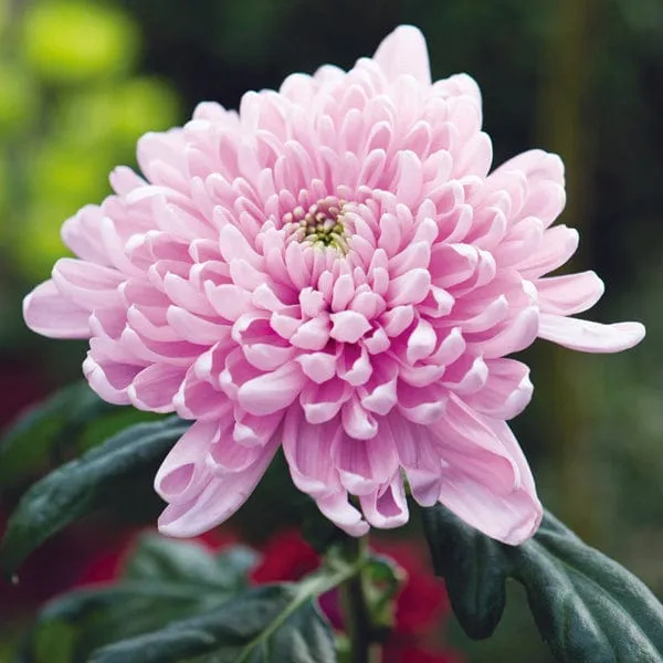World Botanics Woolmans Bloom Collection Chrysant planten 5 stuks