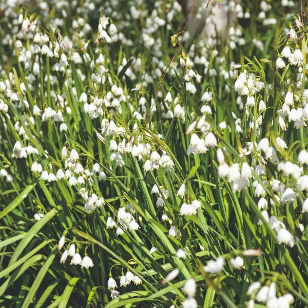 World Botanics Gravetye Giant lenteklokje bloembollen 10 stuks