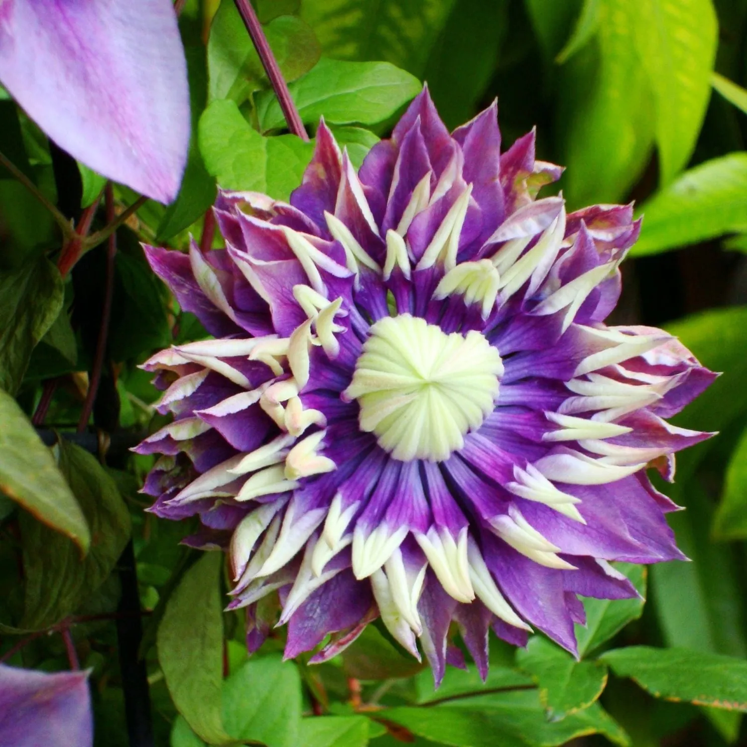 World Botanics Clematis Double Flower klimplant 3x 9cm pot dubbel