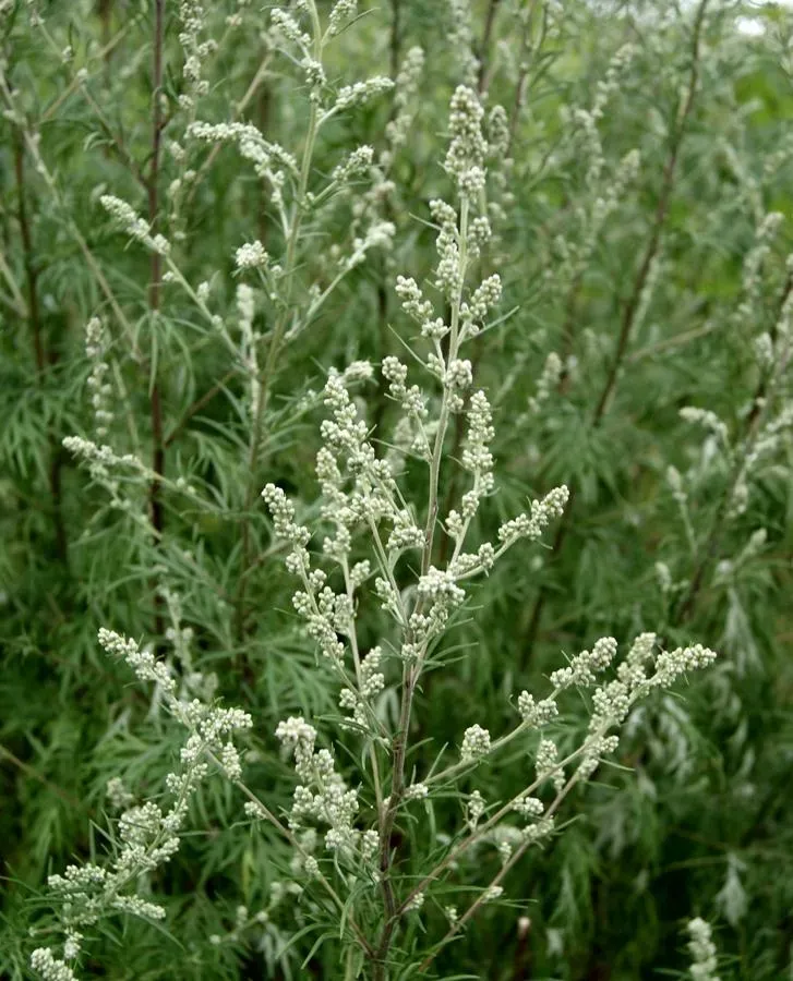 MediGran Artemisia vulgaris Bijvoet zaden onbespoten