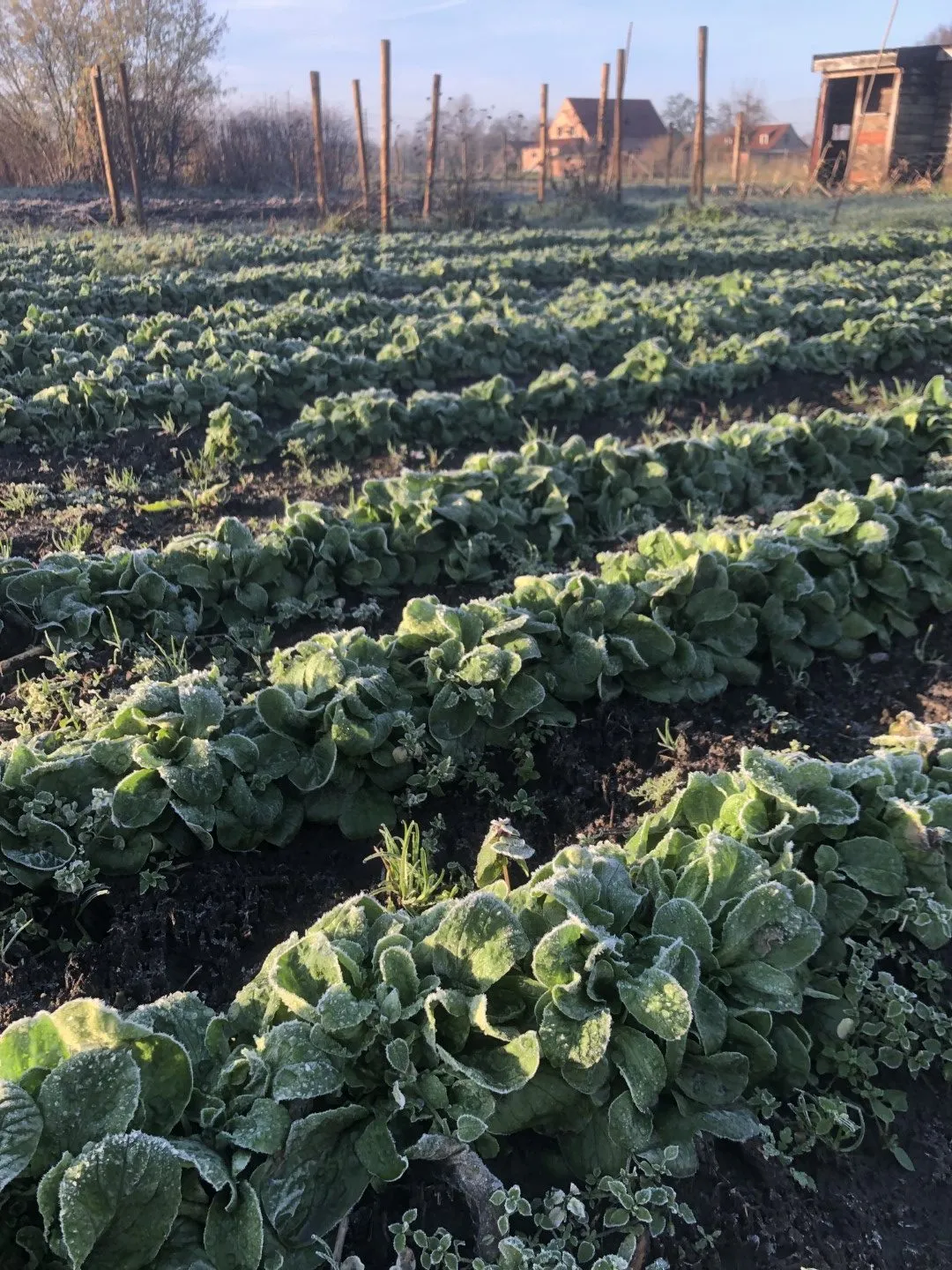 Vitale Rassen Veldsla Coquille de Louviers zaden onbespoten
