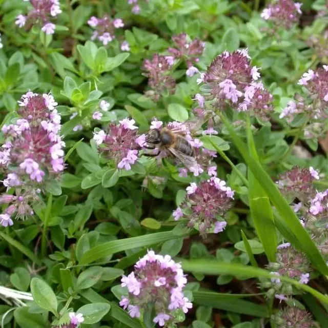 MediGran Thymus serpyllum Kleine tijm zaden onbespoten