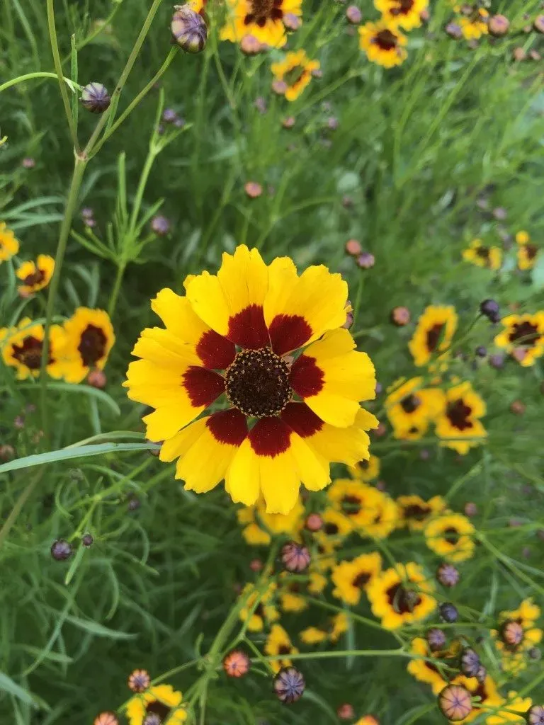 Vitale Rassen Meisjesogen bloemzaden onbespoten