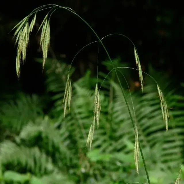 MediGran Bromopsis ramosa Ruwe dravik zaden schaduwgras