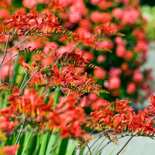 World Botanics Crocosmia Lucifer vaste plant rood 9 cm