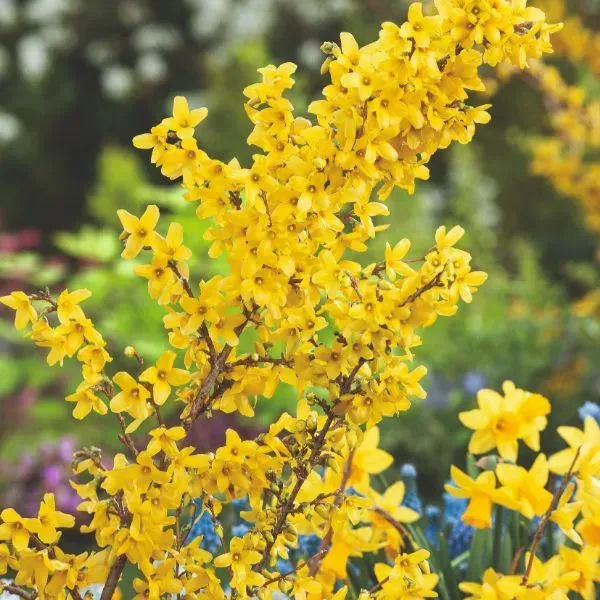 World Botanics Weekend forsythia struik geel 9cm pot