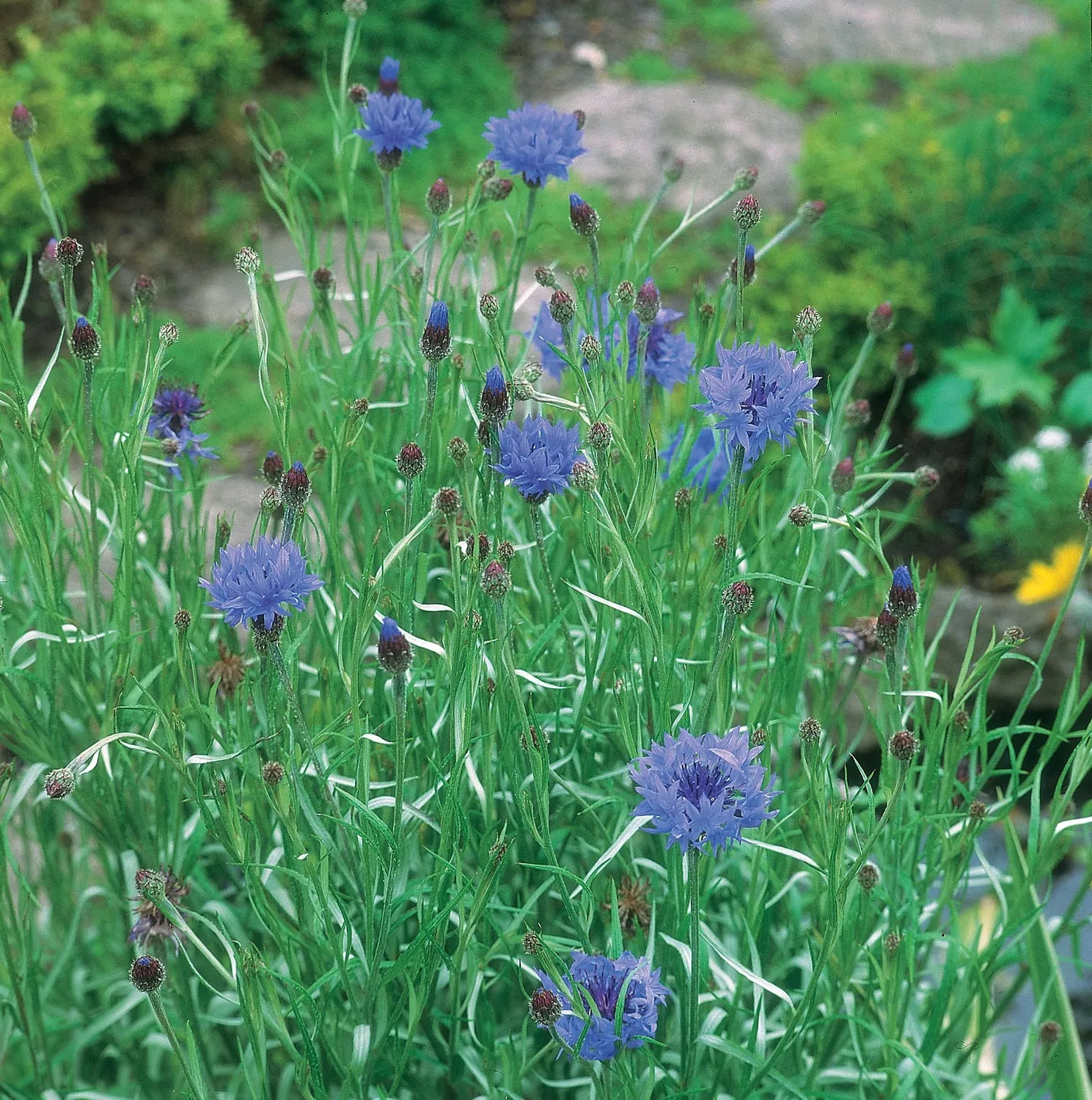 World Botanics korenbloem zaden wild blauw bijenmix