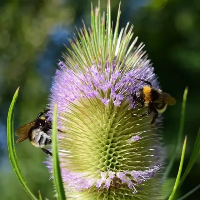 MediGran Dipsacus fullonum Grote kaardenbol zaden tweejarig