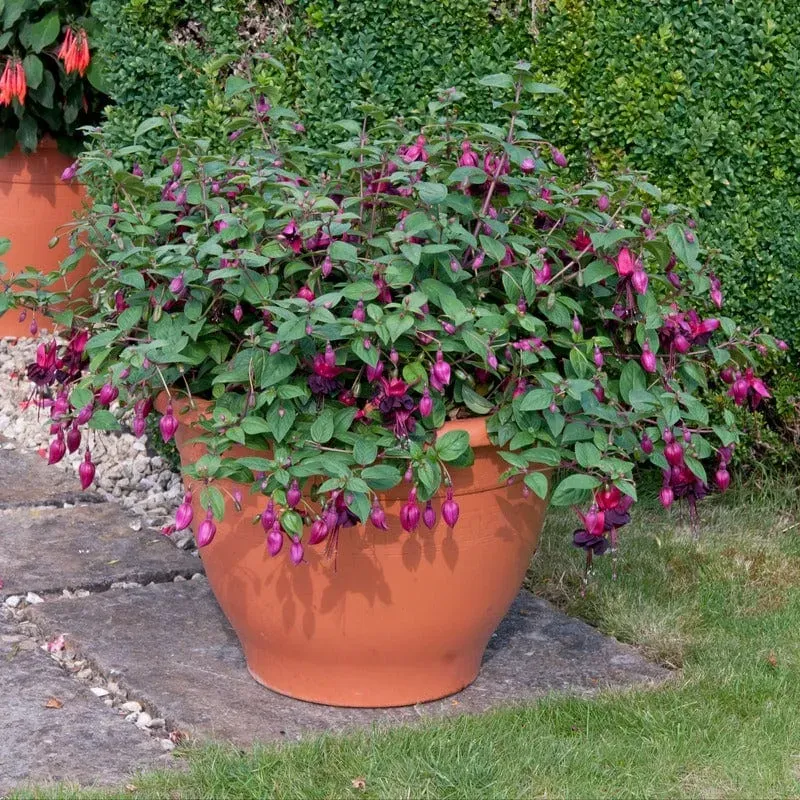World Botanics Fuchsia Bush Blacky planten 5 stuks donkerpaars