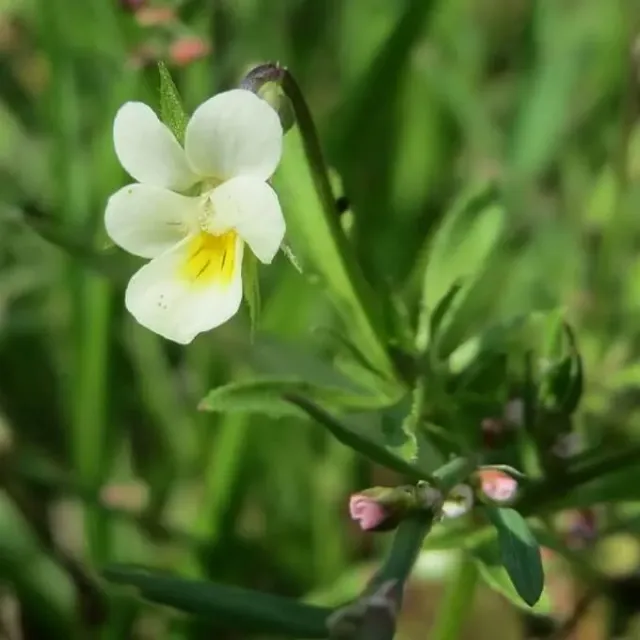 MediGran Akkerviooltje Viola arvensis zaden inheems