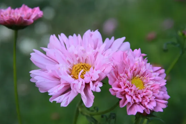 Vitale Rassen Cosmos Double Dutch Rose zaden onbespoten