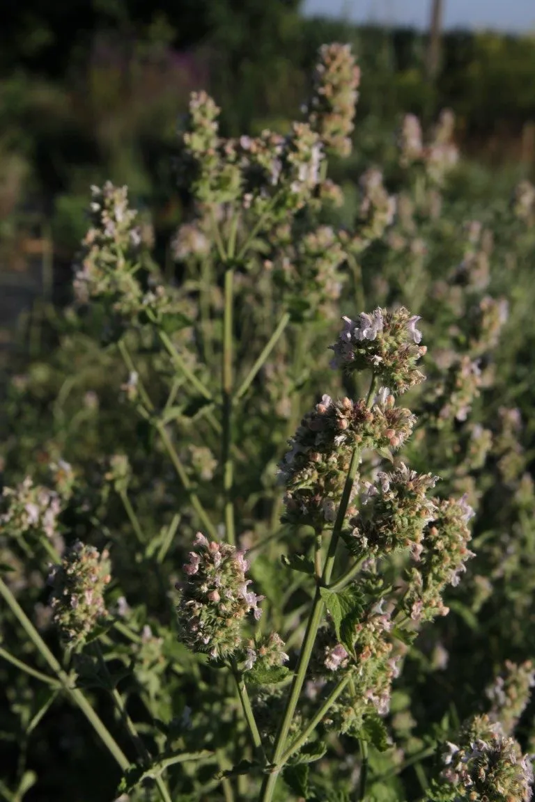 Vitale Rassen Wild Kattenkruid zaden onbespoten