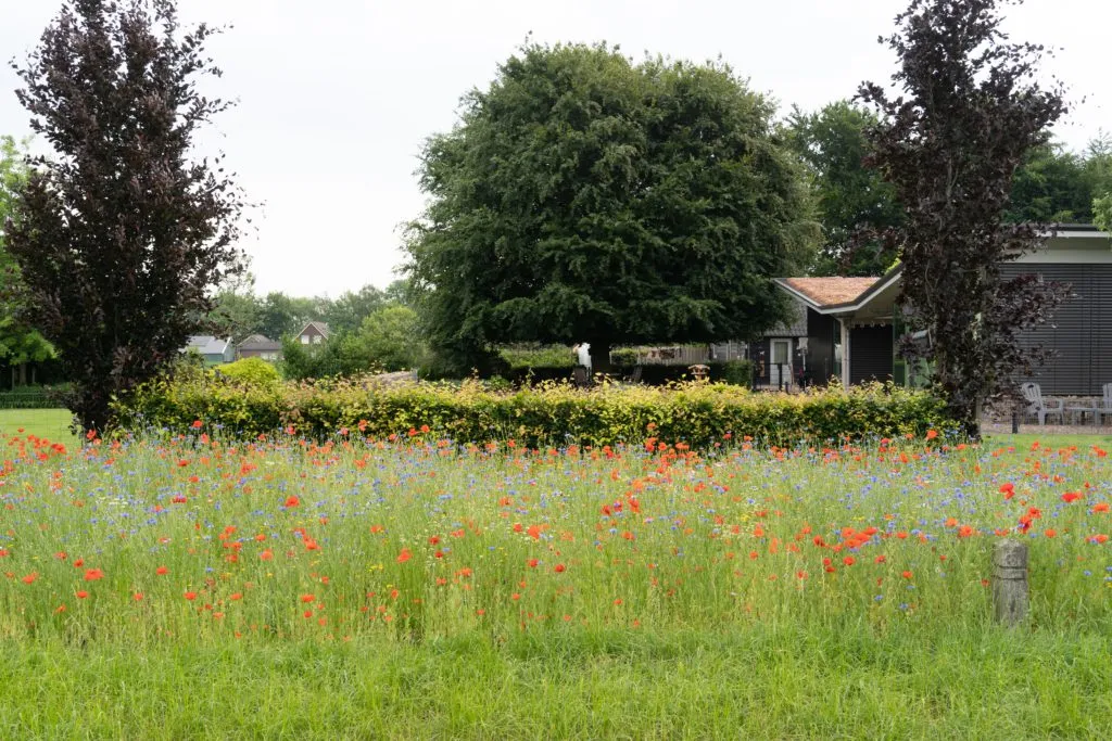 MediGran Landschapsflora LZ-1 bloemenmengsel zandgrond