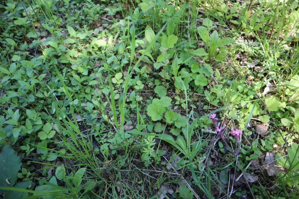 MediGran Schaduwflora HD-69 bloemenmengsel droge schaduw