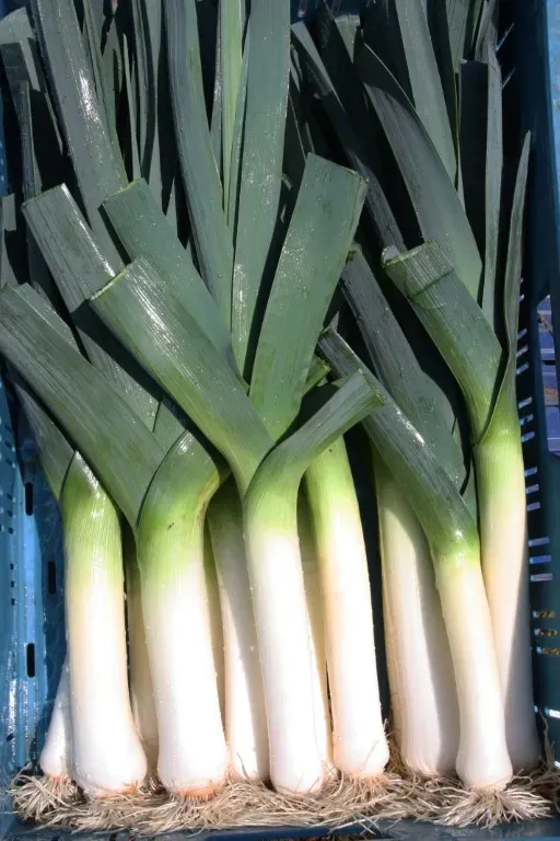 Vitale Rassen Mechelse blauwgroene prei zaden winterhard