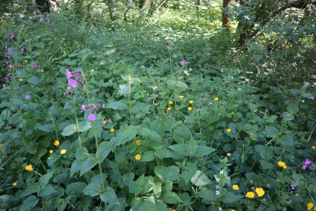 MediGran Schaduwflora HD-63 bloemenzaden droge kalkgrond