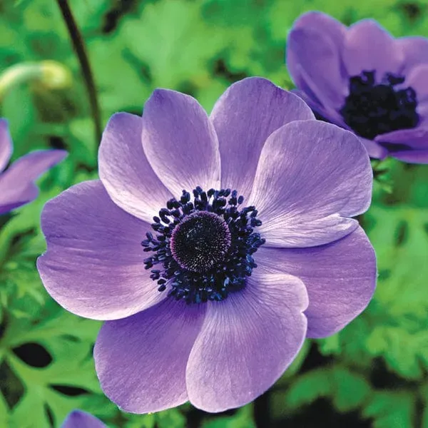 World Botanics Anemone Mr Fokker bloembollen violetblauw