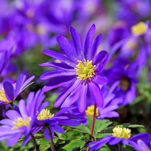 World Botanics Anemone blanda Blue bloembollen 20 stuks blauw