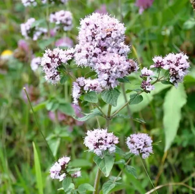 MediGran Wilde marjolein Origanum vulgare zaden keukenkruid