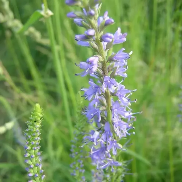 MediGran Veronica longifolia lange ereprijs zaden nat