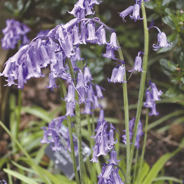 World Botanics Pollinator Friendly Bulb Collection 113 bollen