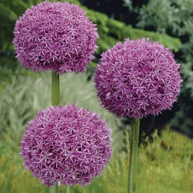 World Botanics Allium giganteum bloembollen 3 stuks paars