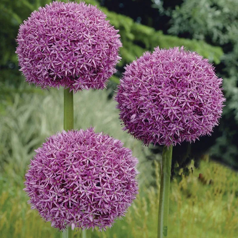 World Botanics Allium giganteum bloembollen 3 stuks paars