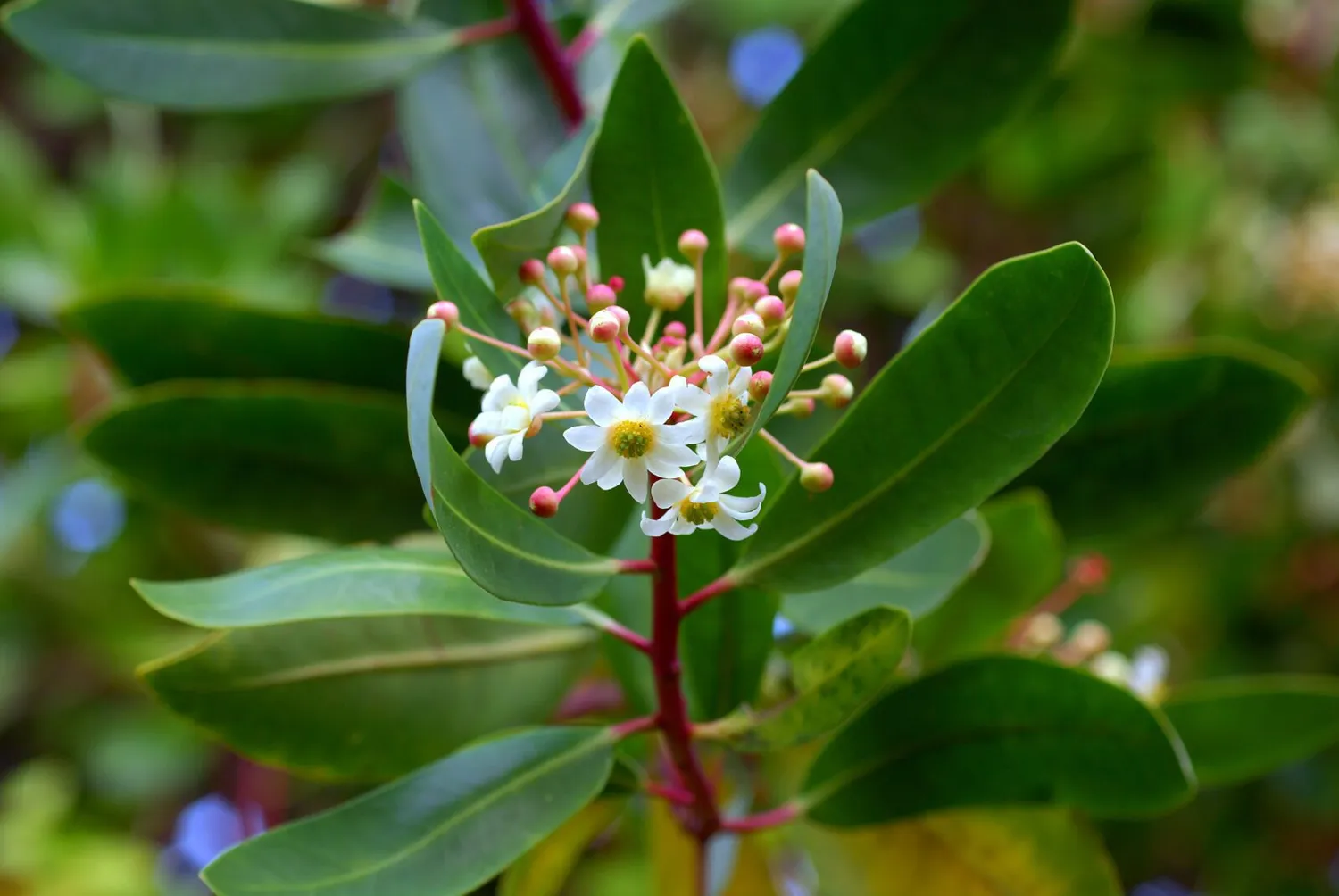 De Tuinen van MergenMetz Foye Chileense peperboom plant winterhard