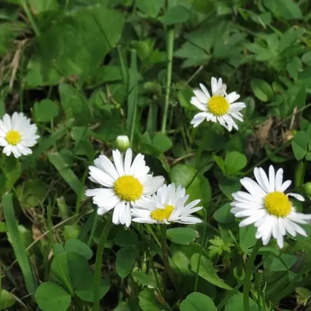MediGran Bellis perennis zaden madeliefje gazon