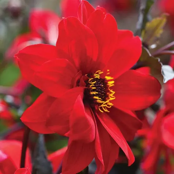 World Botanics Dahlia Bishop Of Llandaff knol 1 stuk rood