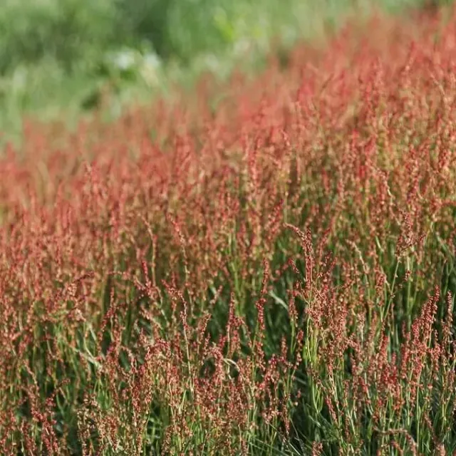 MediGran Rumex Acetosella Schapenzuring Zaden Inheems