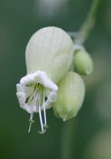 De Tuinen van MergenMetz Blaassilene zaden ca. 300 stuks wild