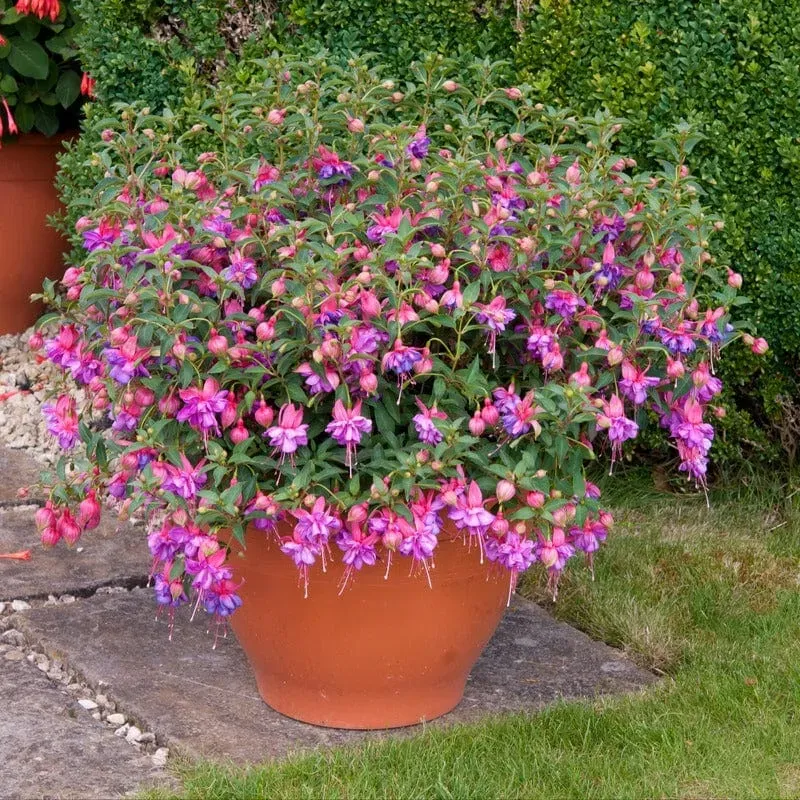 World Botanics Fuchsia Bush Collection jonge planten 5 stuks gemengd