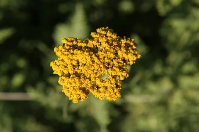 Vitale Rassen geel duizendblad bloemzaden onbespoten